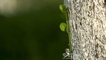 IMGP6085.jpg