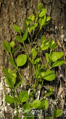 IMGP6087.jpg