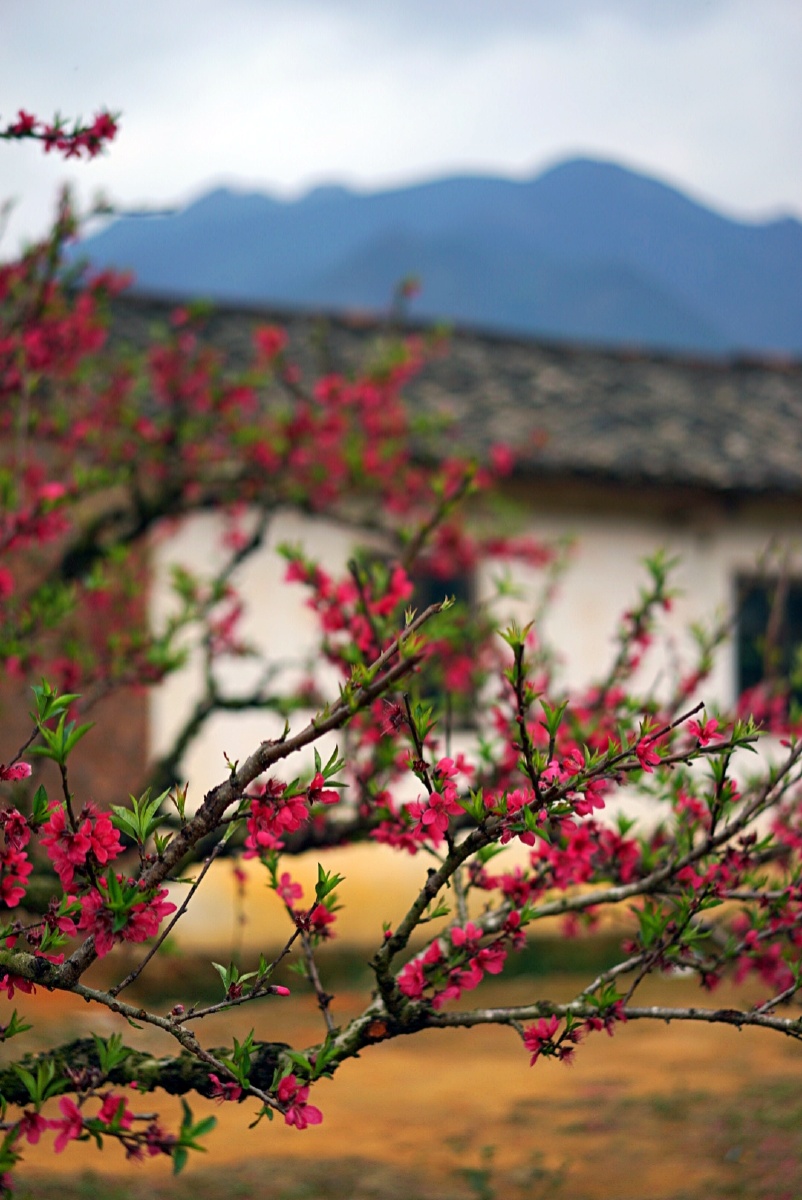 九仙桃花海