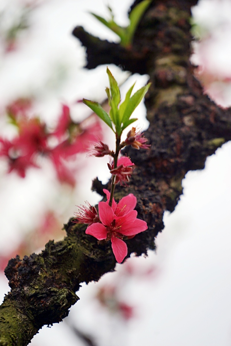 九仙桃花海