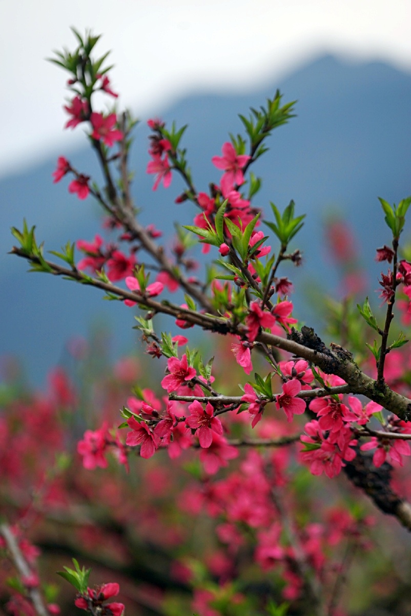 九仙桃花海