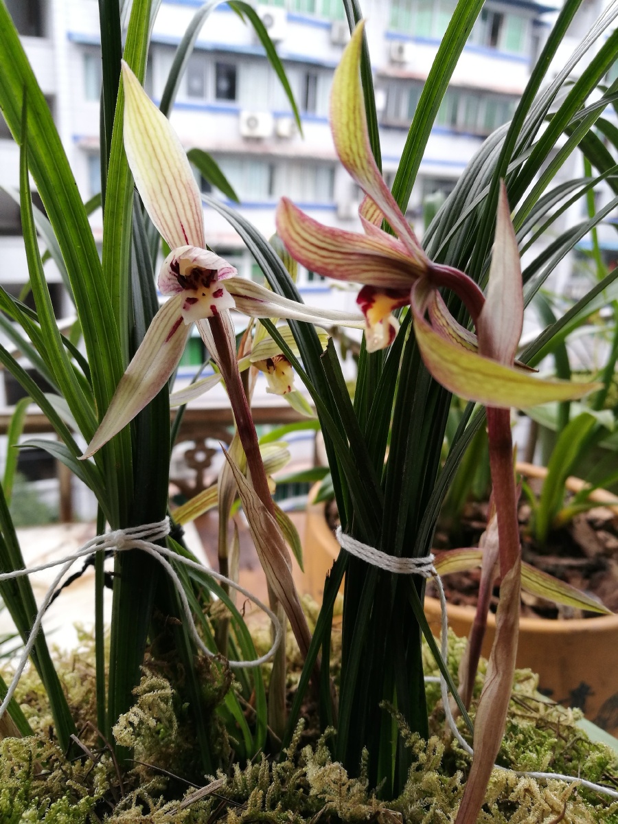 自请下山兰开花了,香味沁人心脾