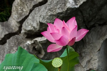 古漪园荷花01.jpg