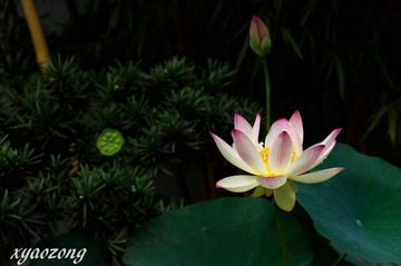 古漪园荷花02.jpg