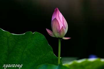古漪园荷花07.jpg