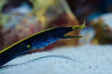 上海水族馆07.jpg