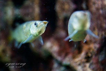 上海水族馆08.jpg