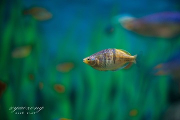 上海水族馆10.jpg