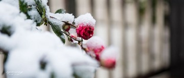 雪景01.jpg