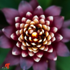 DSC01435.jpg