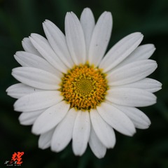 DSC01436.jpg