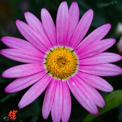 DSC01437.jpg