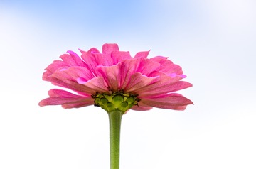 625593