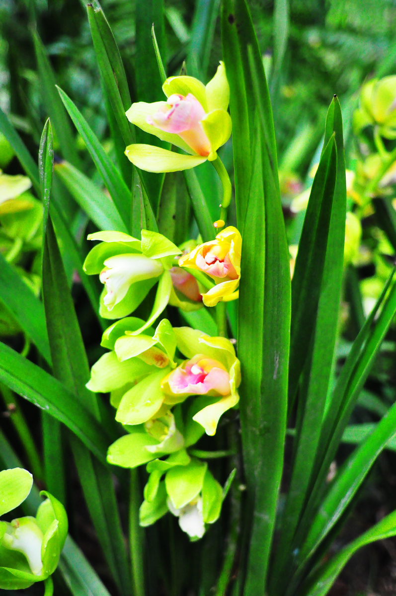 深圳仙湖植物园兰科植物荟萃蝶谷幽兰