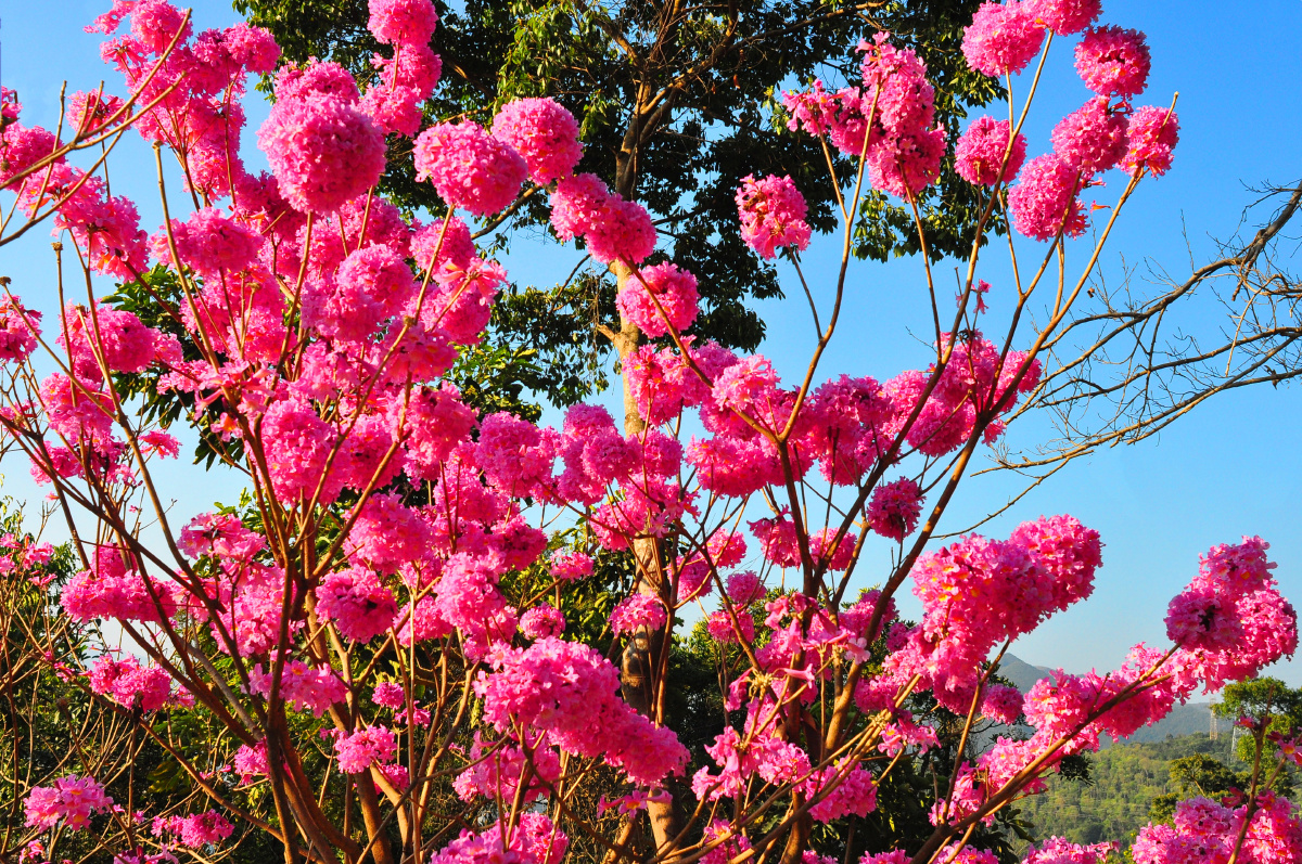 红花风铃冬季最靓丽的一抹红