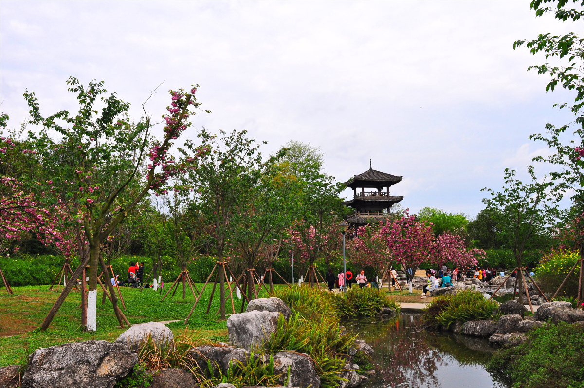 成都青白江凤凰湖湿地公园园中樱花盛开时又是另一番风景