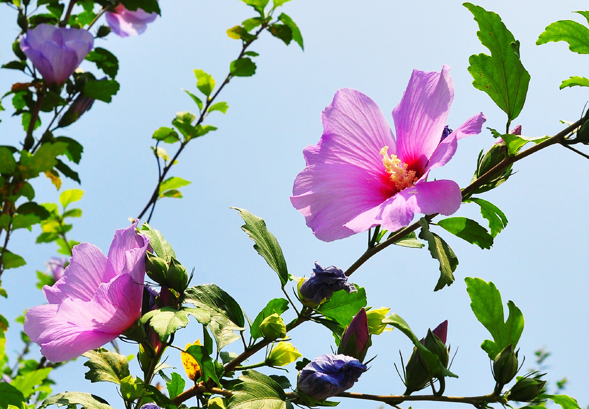 随拍路边的花花草草