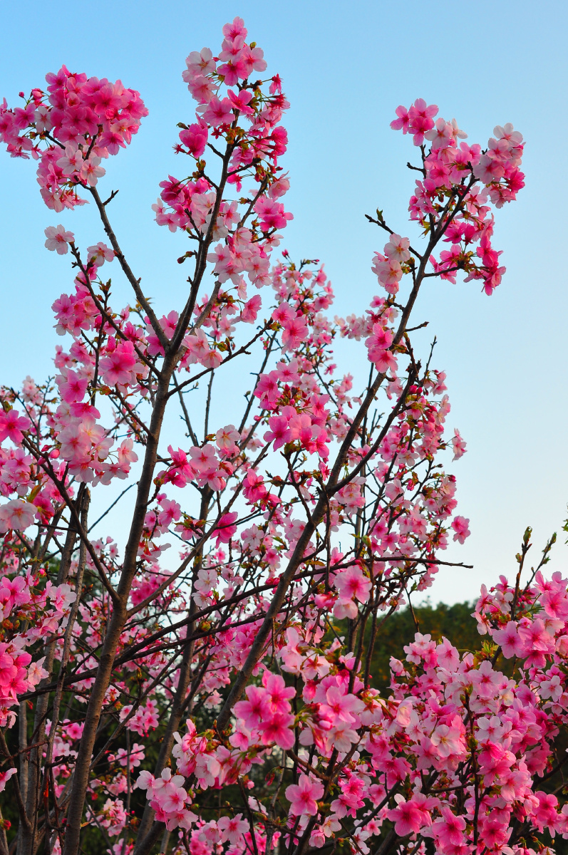 东莞龙凤山庄樱花迎春