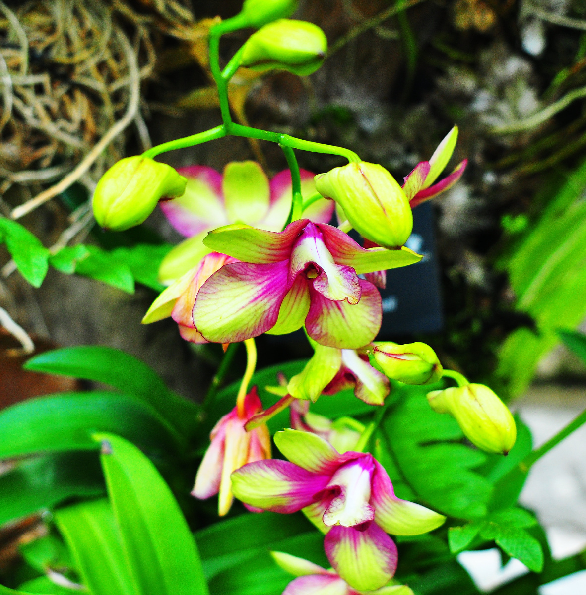 深圳仙湖植物园兰科植物荟萃蝶谷幽兰