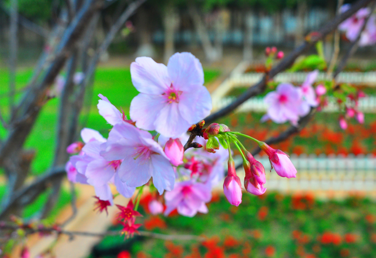 东莞龙凤山庄樱花迎春
