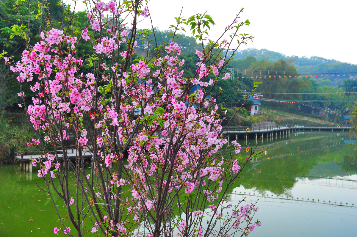 东莞龙凤山庄樱花迎春
