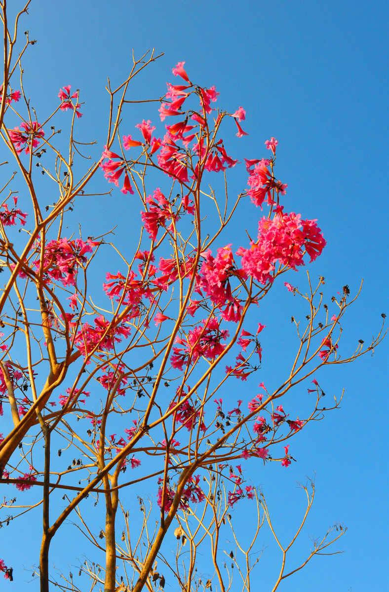 红花风铃冬季最靓丽的一抹红
