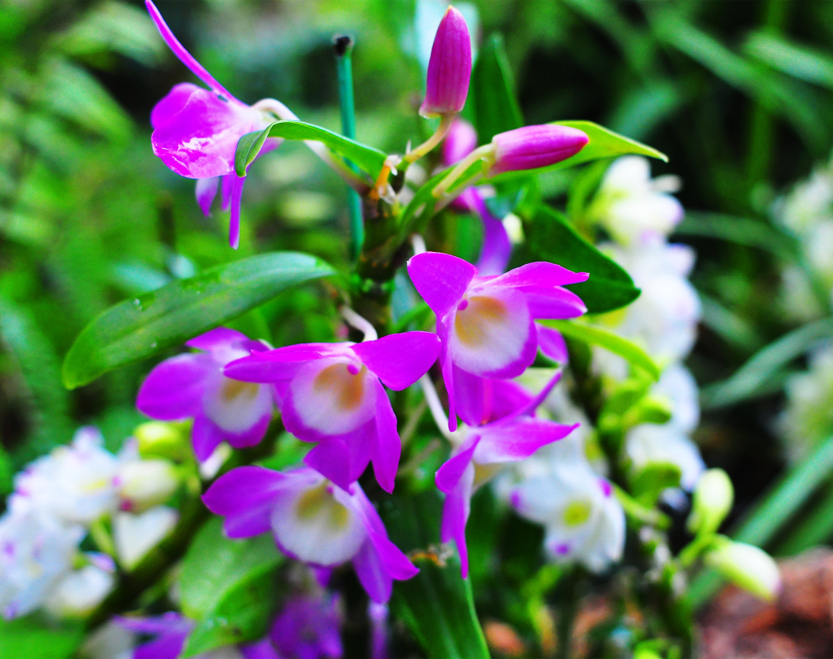 深圳仙湖植物园兰科植物荟萃蝶谷幽兰