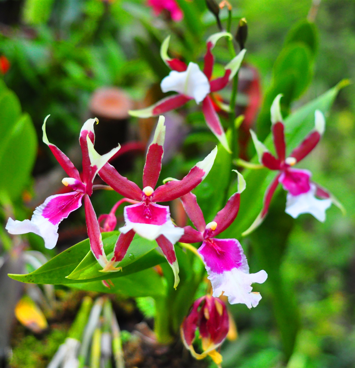 深圳仙湖植物园兰科植物荟萃蝶谷幽兰