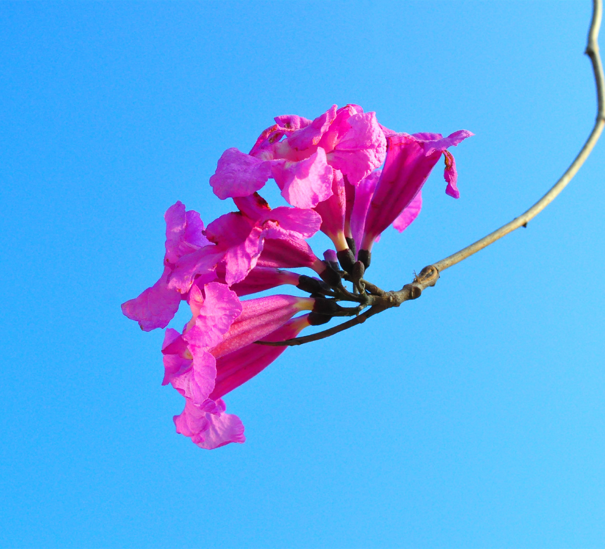 红花风铃冬季最靓丽的一抹红