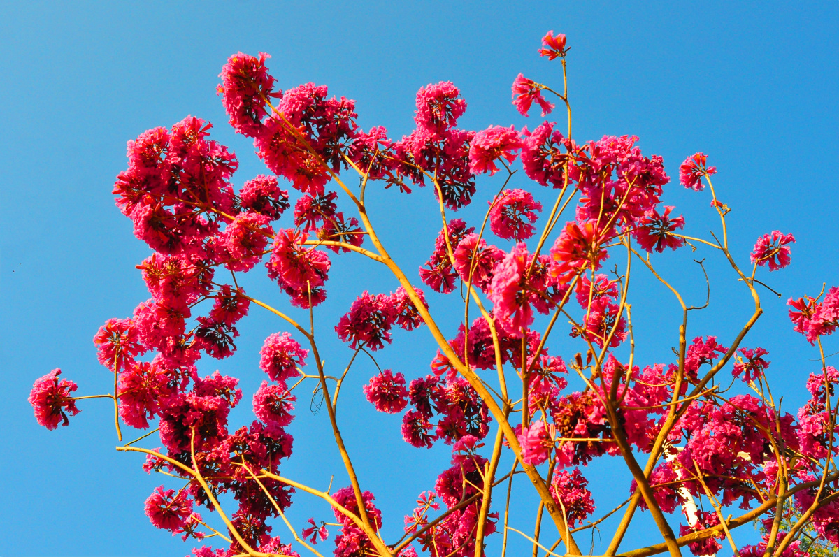 红花风铃冬季最靓丽的一抹红