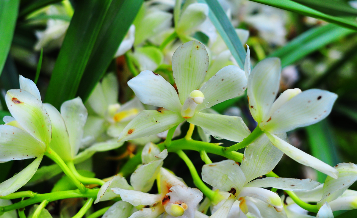 深圳仙湖植物园兰科植物荟萃蝶谷幽兰