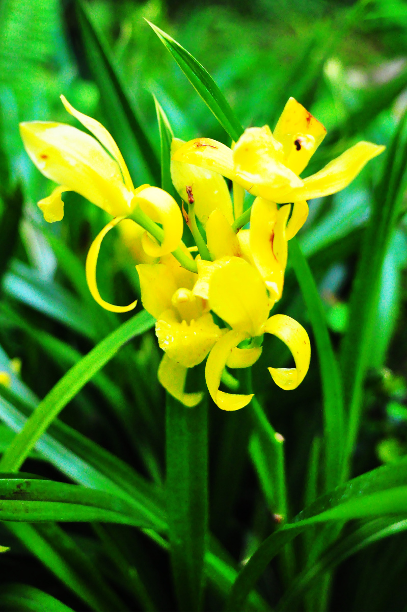 深圳仙湖植物园兰科植物荟萃蝶谷幽兰