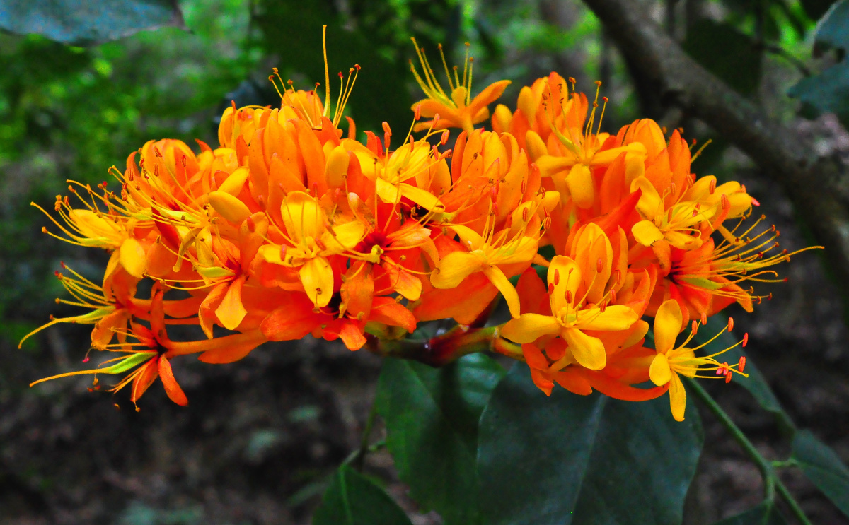 中国无忧花 - li804