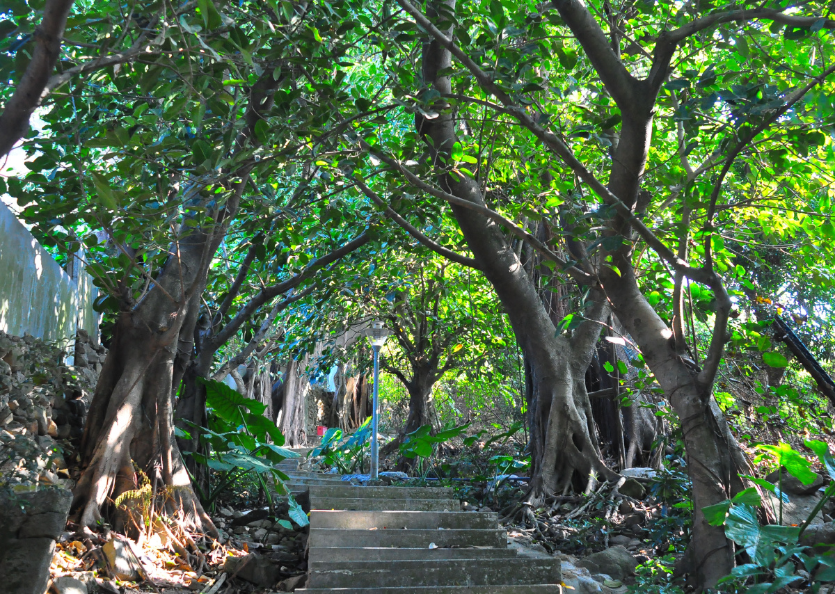 随拍城市公园深圳小南山公园