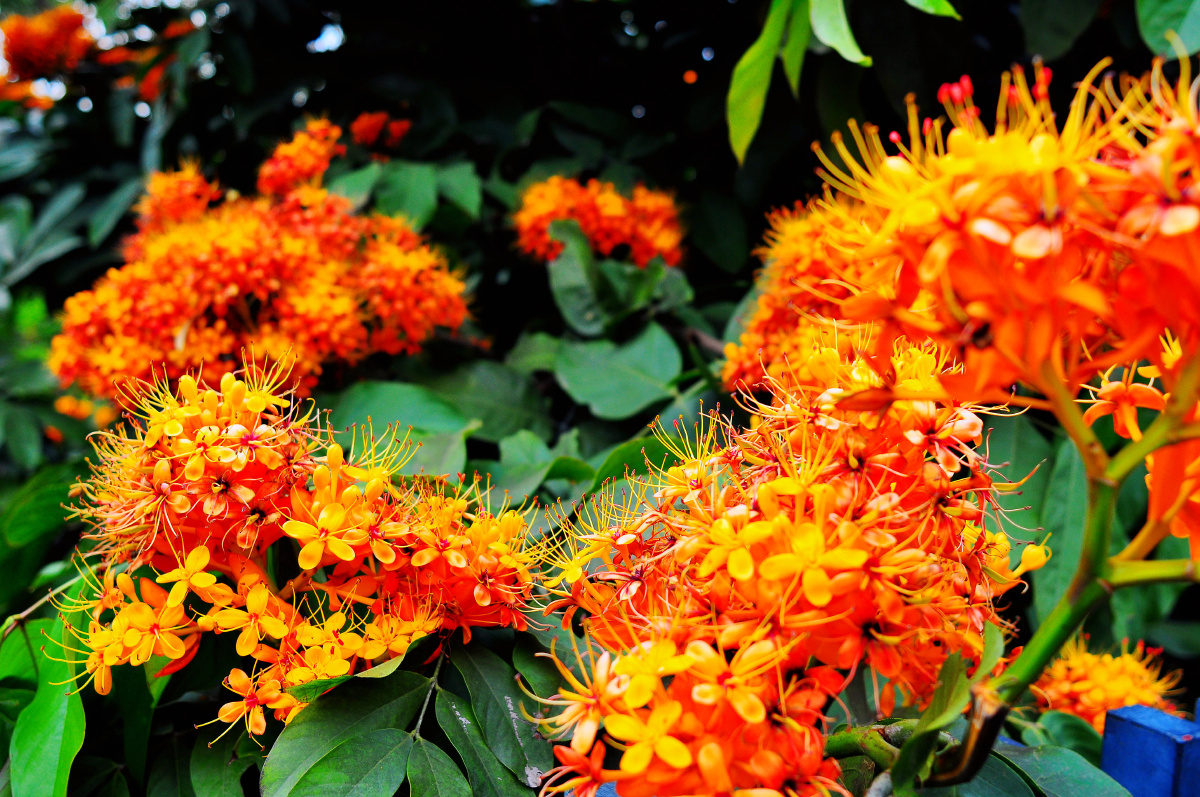 中国无忧花 - li804