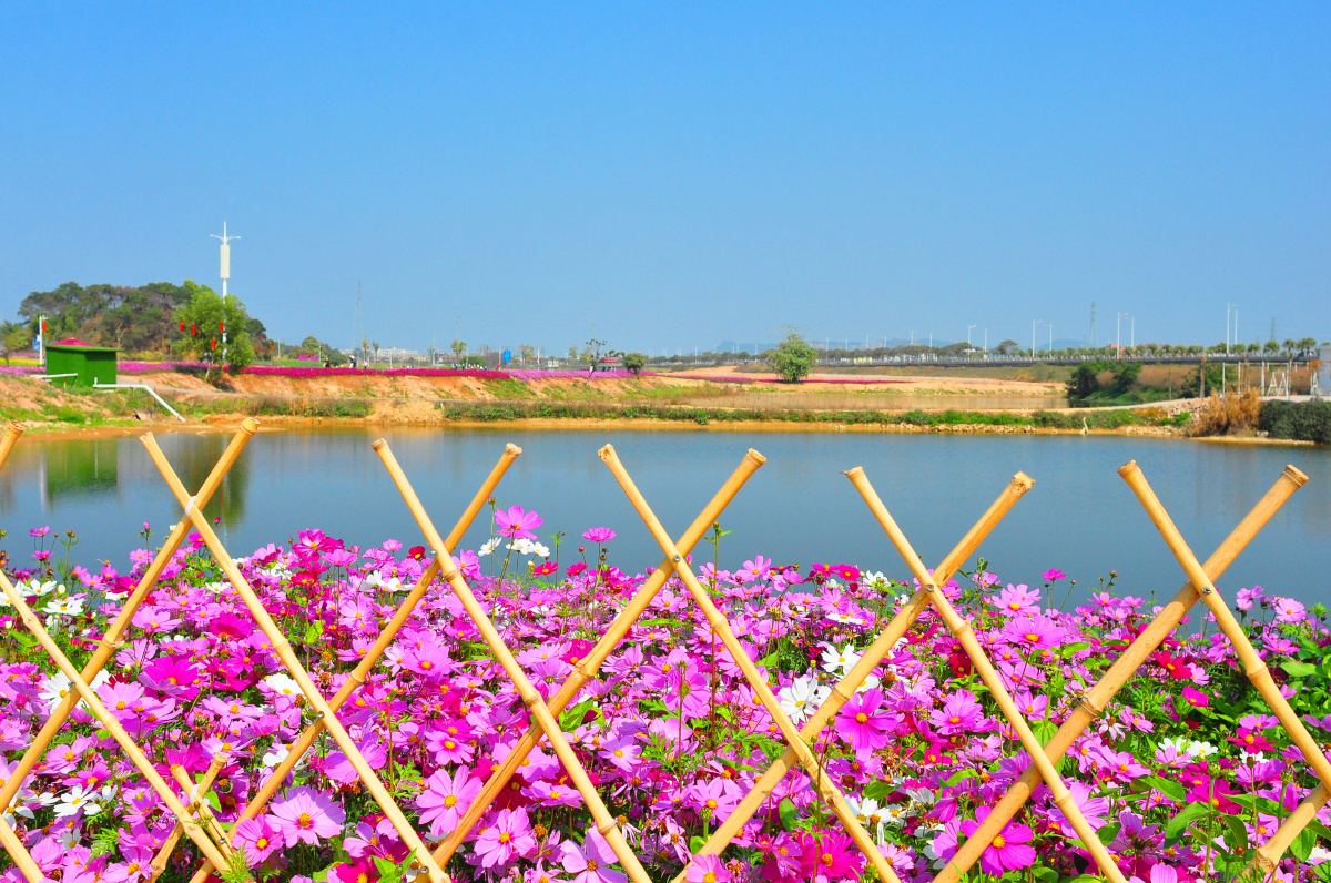 东莞桥头七彩花田相约在牛年新春