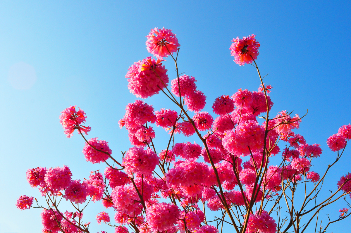 红花风铃冬季最靓丽的一抹红