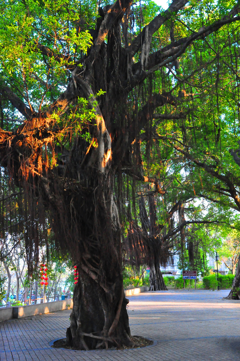 随拍城市公园惠州中山公园