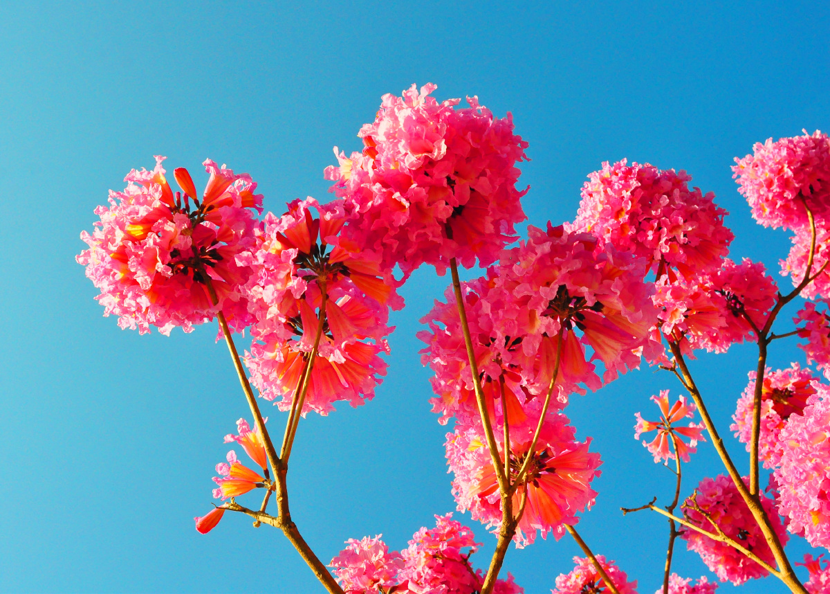 红花风铃冬季最靓丽的一抹红