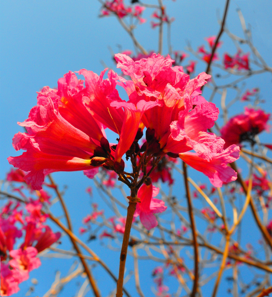 红花风铃冬季最靓丽的一抹红
