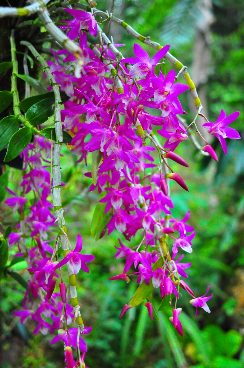深圳仙湖植物园兰科植物荟萃蝶谷幽兰