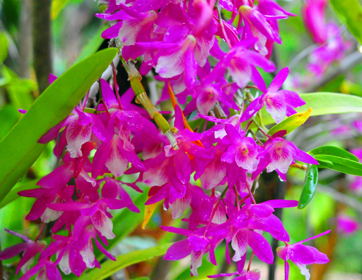 深圳仙湖植物园兰科植物荟萃蝶谷幽兰