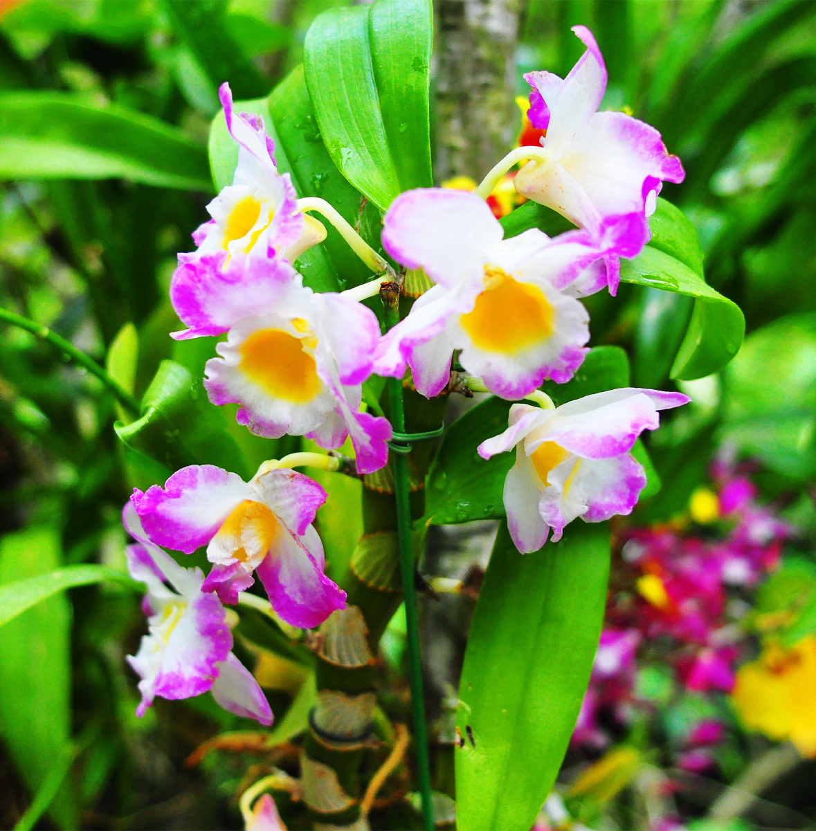 深圳仙湖植物园兰科植物荟萃蝶谷幽兰