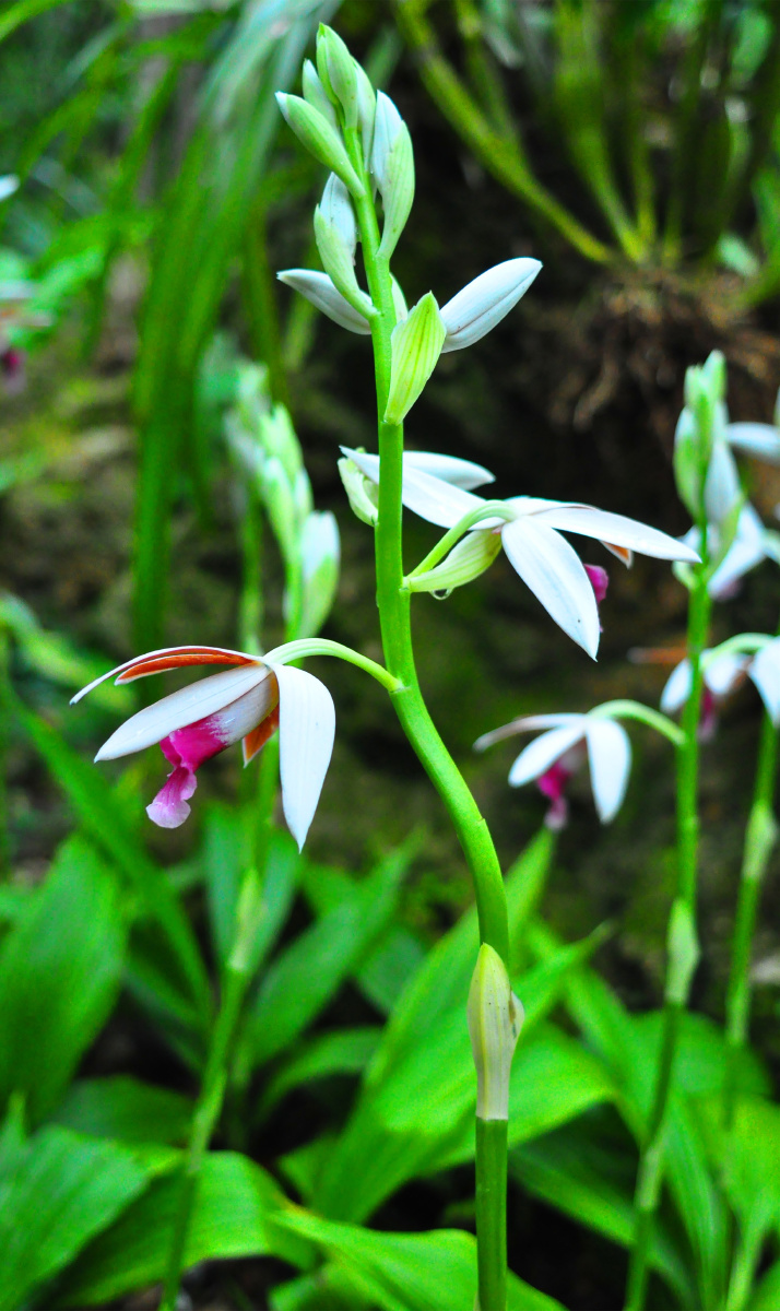 深圳仙湖植物园兰科植物荟萃蝶谷幽兰