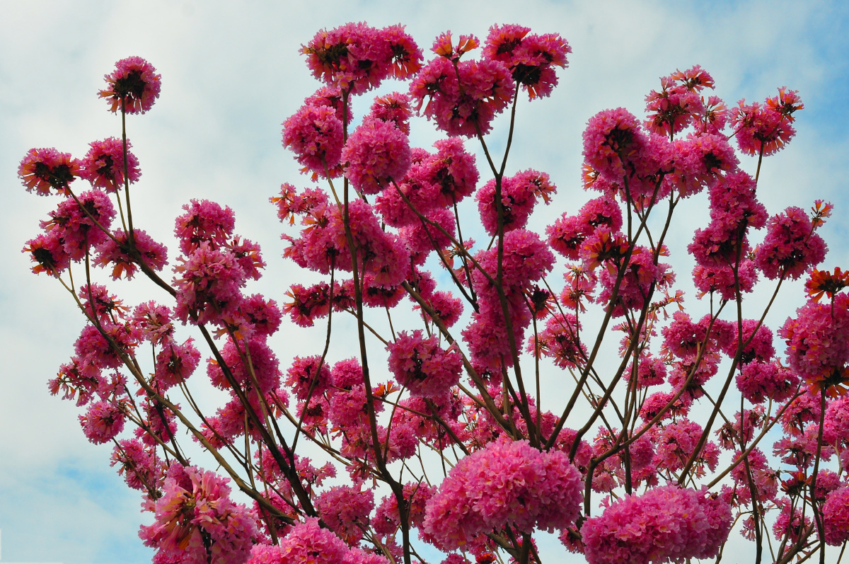 盛放在冬季的红花风铃