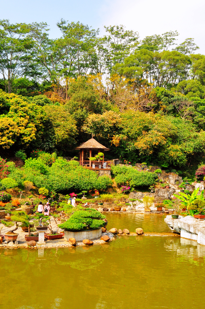 随拍深圳仙湖植物园盆景园
