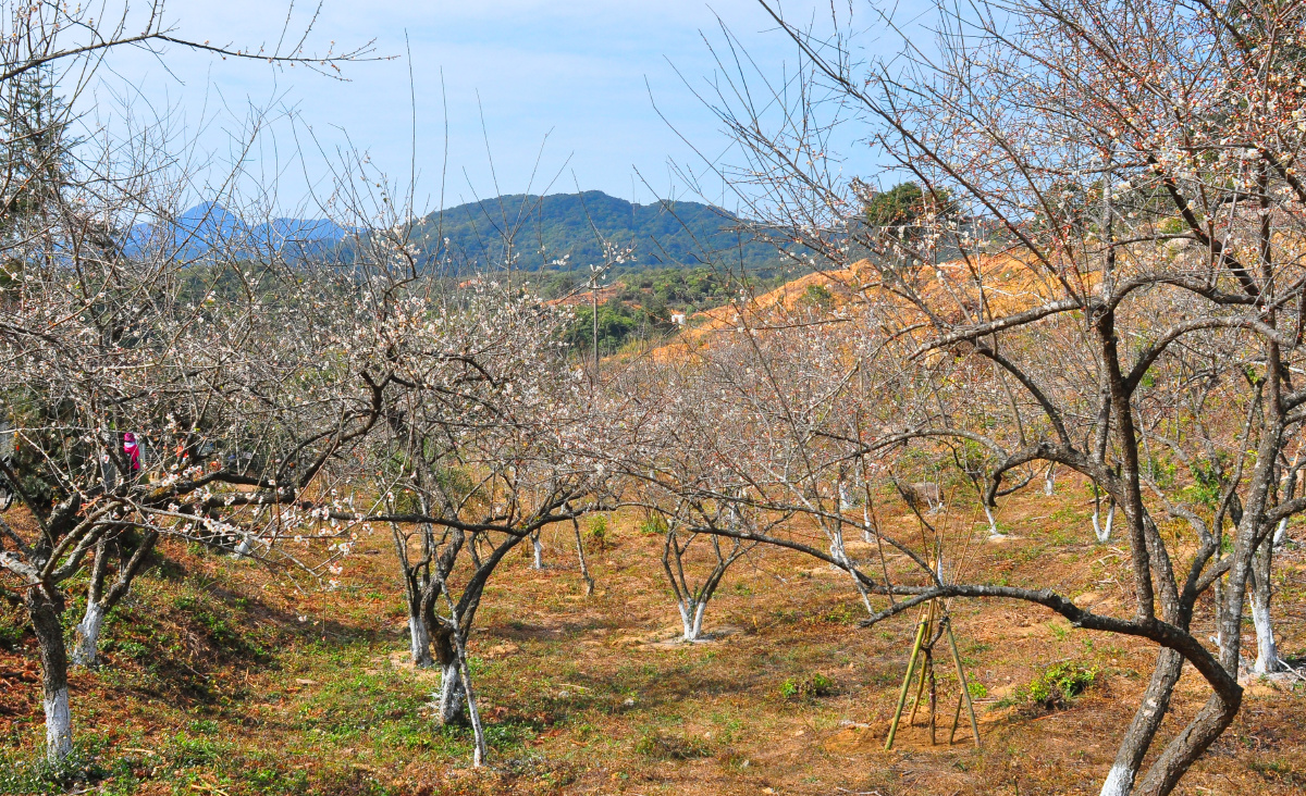 深圳马峦山郊野公园游走赏梅