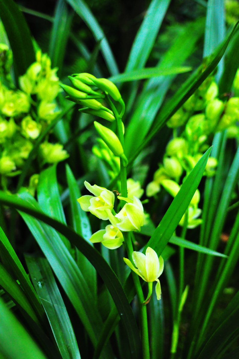 深圳仙湖植物园兰科植物荟萃蝶谷幽兰