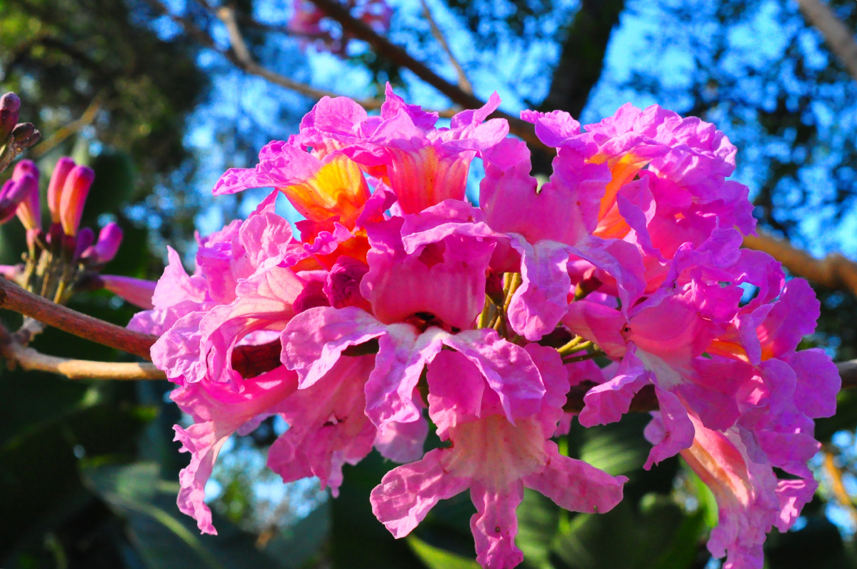 红花风铃冬季最靓丽的一抹红