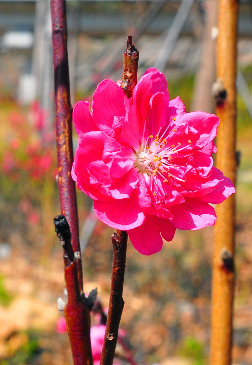 盛放的桃花预示着吉庆好运